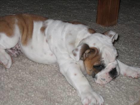 Engelsk bulldog Balder billede 3