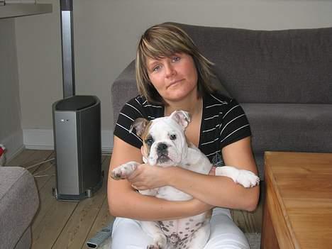 Engelsk bulldog Balder billede 4