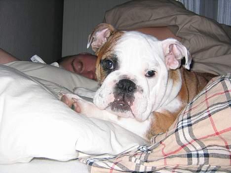 Engelsk bulldog Balder - SKAL jeg op nu??? billede 5