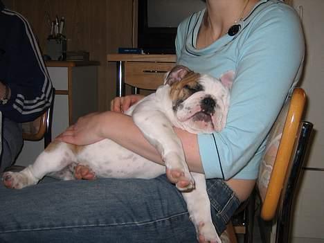 Engelsk bulldog Balder billede 6