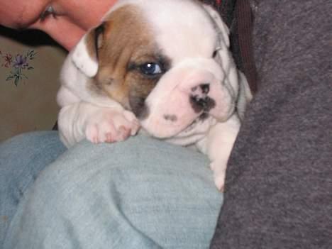 Engelsk bulldog Balder billede 7