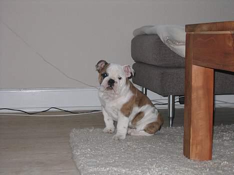 Engelsk bulldog Balder billede 8