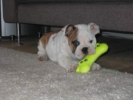 Engelsk bulldog Balder billede 9