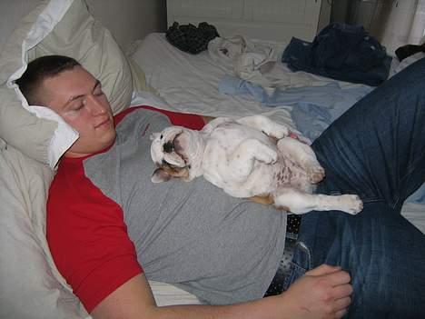 Engelsk bulldog Balder billede 10