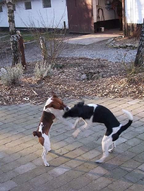 Dansk svensk gaardhund Mimzi - Leger, dejlige hunde. billede 8