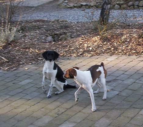 Dansk svensk gaardhund Mimzi - Leger med Miss Betty billede 9