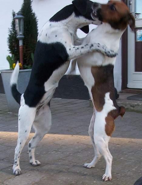 Dansk svensk gaardhund Mimzi - De Leger, er det ikke sødt? billede 10