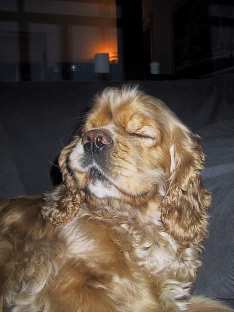 Amerikansk cocker spaniel Buffie billede 1