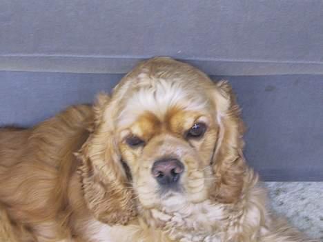 Amerikansk cocker spaniel Buffie - Altså, jeg er ikk så gammel.. billede 2