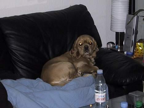 Amerikansk cocker spaniel Buffie - Far, jeg prøver lige at sove her.. billede 3