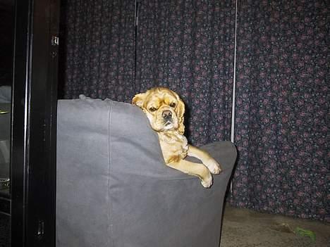 Amerikansk cocker spaniel Buffie - laver du mad..? billede 4