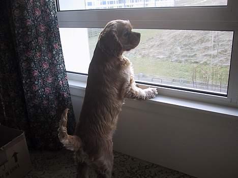 Amerikansk cocker spaniel Buffie - kom nu, jeg vil ud og lege.. billede 5