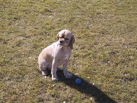 Amerikansk cocker spaniel Buffie - Altså Far, kast nu den bold.. billede 6