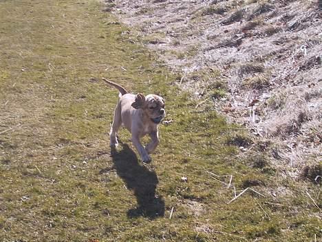 Amerikansk cocker spaniel Buffie - se mig, det er lige før jeg letter.. billede 7