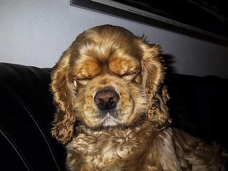 Amerikansk cocker spaniel Buffie - jeg kan næsten sidde op og sove, se selv.. billede 8