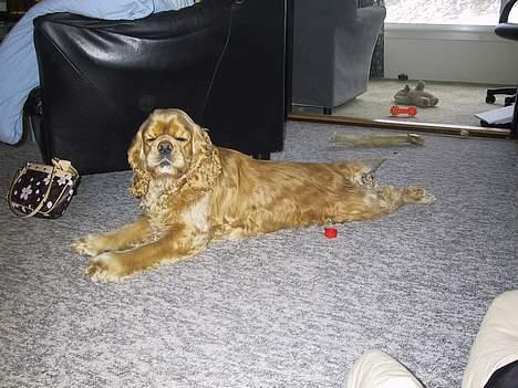 Amerikansk cocker spaniel Buffie - se lige hvor lang jeg er.. billede 9