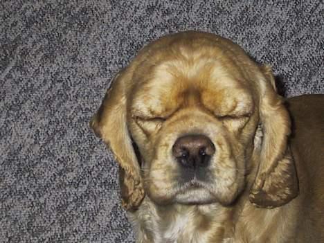 Amerikansk cocker spaniel Buffie - helt ny klippet.. billede 10