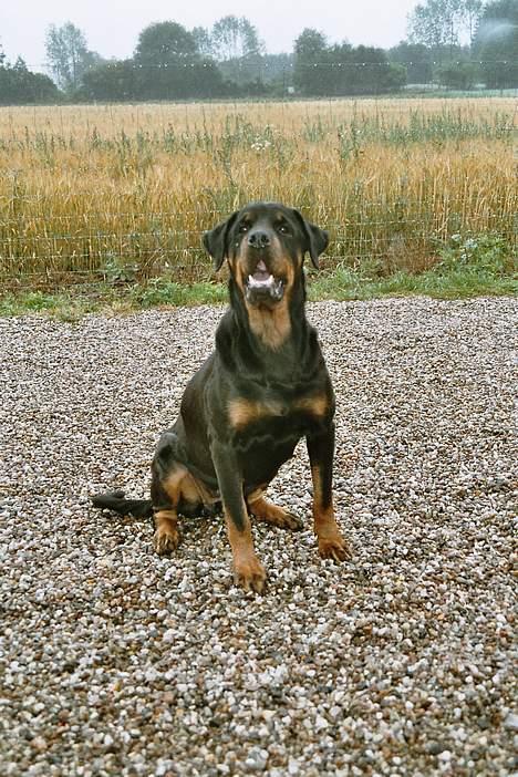 Rottweiler Freja  *Dec 2005* - Ser jeg ikke bare rar ud :-) billede 1