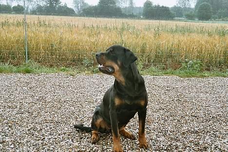 Rottweiler Freja  *Dec 2005* - Også fra siden er jeg ret sød ... billede 2
