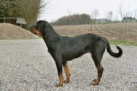 Rottweiler Freja  *Dec 2005* billede 3