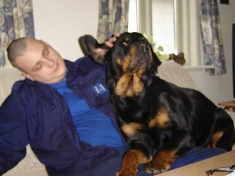 Rottweiler Freja  *Dec 2005* - Normalt er jeg ikke i sofaen ... men har lige sneget mig op til min "far"... billede 4