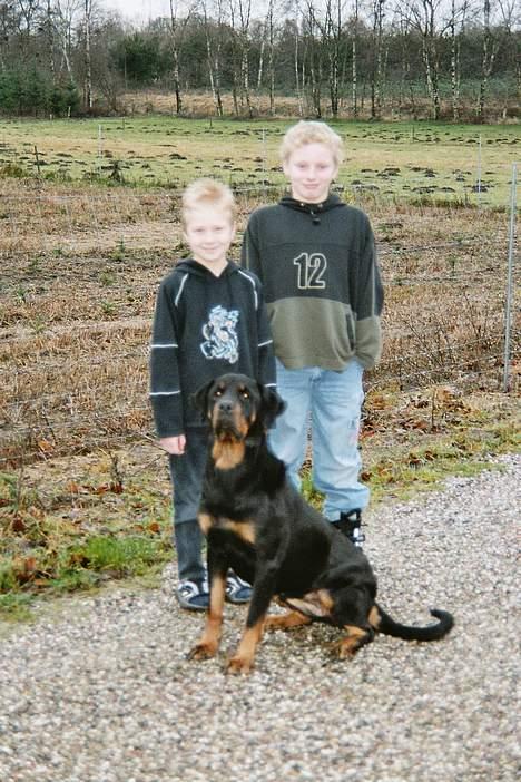 Rottweiler Freja  *Dec 2005* billede 5