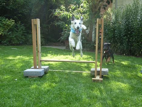 Glathåret foxterrier Hobbi  - føzdag  2005 billede 9