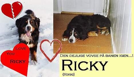 Berner sennenhund Ricky billede 4