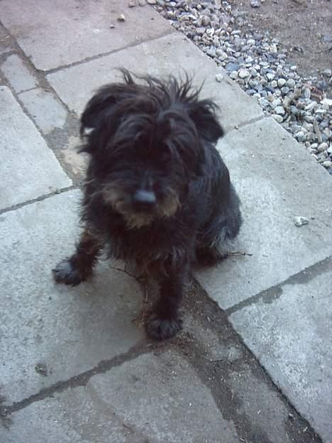 Mellemschnauzer knold  billede 10