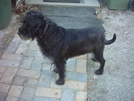 Mellemschnauzer knold  billede 9