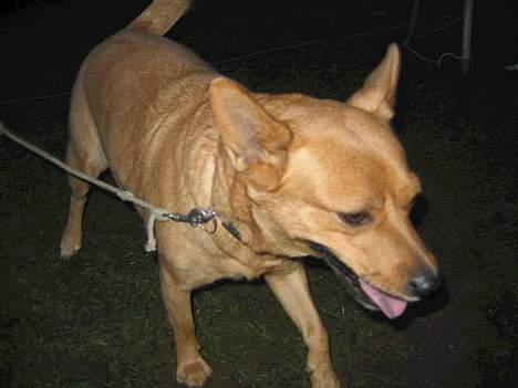 Blanding af racer * Mille * - NYT - "Amanda, kom sååå!" billede 1