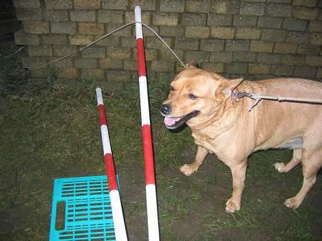 Blanding af racer * Mille * - "Skal jeg springe nu?" billede 5