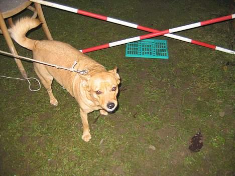 Blanding af racer * Mille * - Du for mig ikke over... billede 8