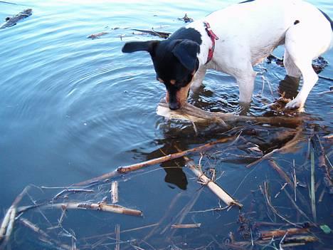 Dansk svensk gaardhund sille himmelhund billede 2