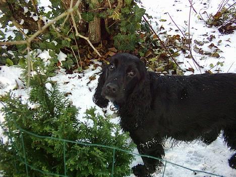 Cocker spaniel Gustav billede 1