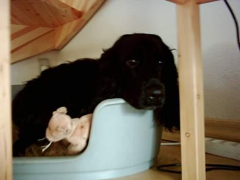 Cocker spaniel Gustav billede 2