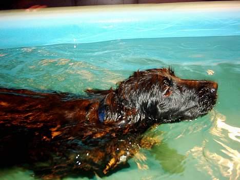 Cocker spaniel Gustav billede 3