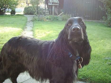 Cocker spaniel Gustav billede 4