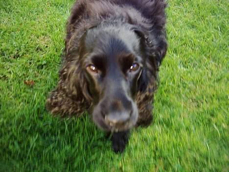 Cocker spaniel Gustav billede 5