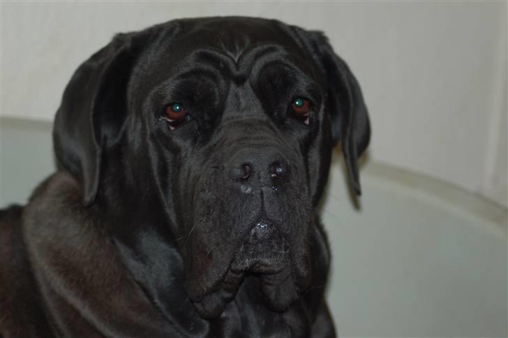 Cane corso campo di cavallo tara billede 1