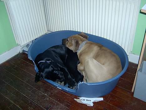 Cane corso campo di cavallo tara - her ligger jeg sammen med min bedste ved freja  billede 2