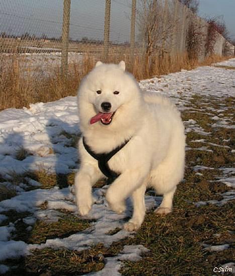 Samojedhund Discos Lady Lulu - På udstilling i Sverige,Lulu blev BIM,med cert:0) billede 6