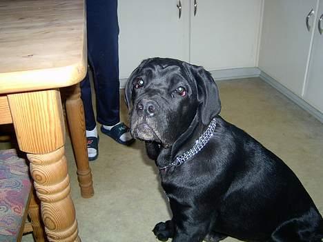 Cane corso campo di cavallo tara billede 3