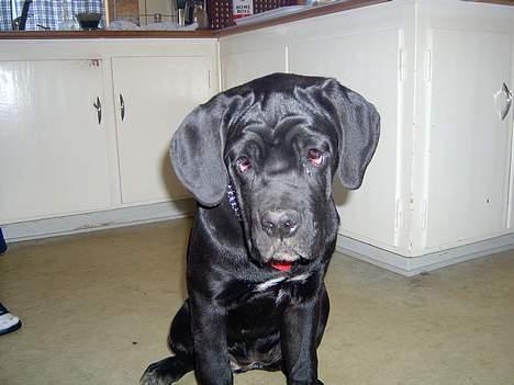 Cane corso campo di cavallo tara billede 4