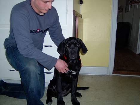 Cane corso campo di cavallo tara - her er jeg så lige komme til danmark og de taler sku underligt min nye familie billede 5