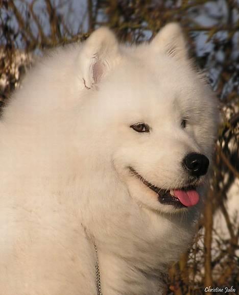 Samojedhund Discos Lady Lulu billede 9