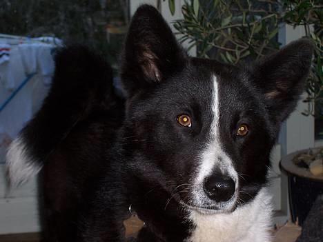 Karelsk bjørnehund Fuji - Min smukke Fuji. billede 7