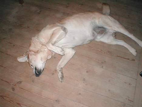 Blanding af racer Balde (død) - Min dejlig vuf.. billede 1