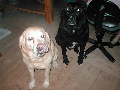 Blanding af racer Balde (død) - Balde sammen med Bastian billede 2