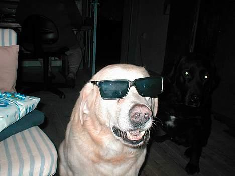 Blanding af racer Balde (død) - Han var cool.. var han.. billede 3